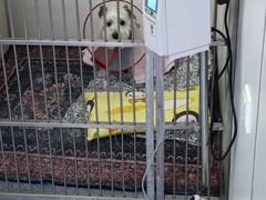 -美联众合动物医院·24h转诊中心