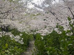 -南山植物园