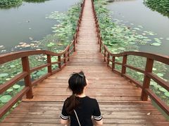 -白洋淀景区