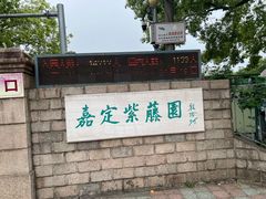-嘉定紫藤园