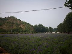 -紫海香堤香草艺术庄园