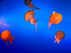 -太平洋海底世界