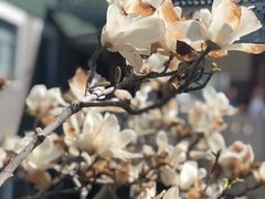 -北京协和医院(东单院区)