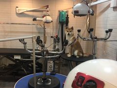 -PETKIT小佩宠物(古北店)