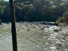 -大湾区中央湿地公园