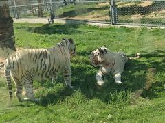 -西霞口神雕山野生动物世界