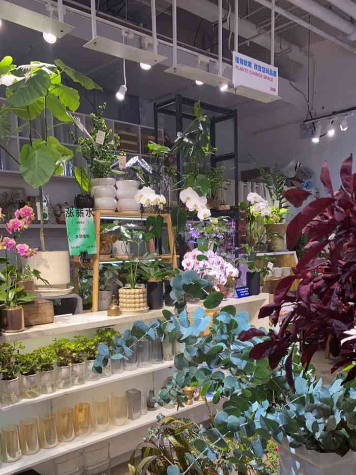 时光花田(祥云小镇明星花店"在广场在喂鸽子时候看到这家花店,花团