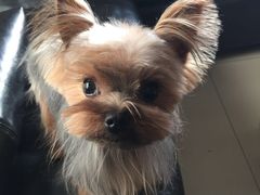 -爱宠屋pet shop·宠物洗澡·宠物美容