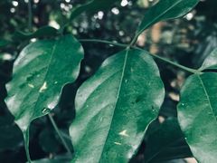 -南山植物园