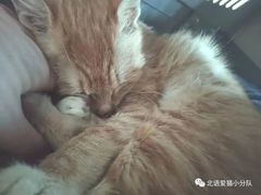 -北京恒爱动物医院(清景园分院)