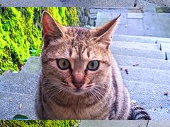 -萍乡武功山风景名胜区