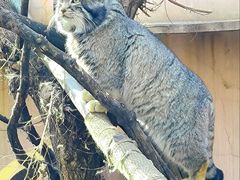 -青藏高原野生动物园