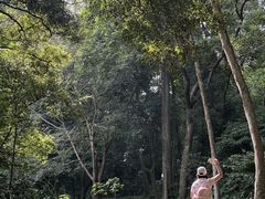 -南宁良凤江国家森林公园