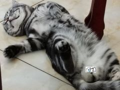 -全心全意连锁动物医院·特色中医诊疗(会城门分院)