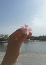 -思妍丽