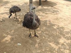 -西霞口神雕山野生动物世界