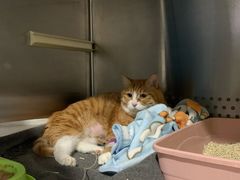 -艾贝尔宠物医院·24H转诊中心·肿瘤猫专科(江宁双龙店)