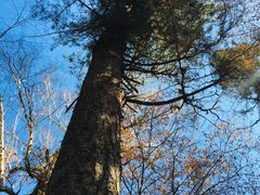 -五营红松林海景区