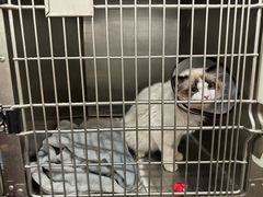-艾贝尔宠物医院·狂犬免疫点(江山金象城店)