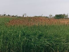 -鹦鹉洲湿地公园