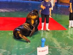 -烟台海昌鲸鲨海洋公园