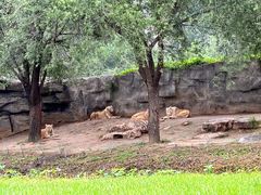 -北京野生动物园