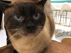 -飞行喵MR PILOT|猫舍·猫咖(静安大融城店)
