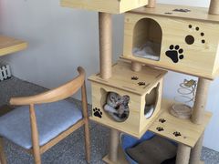 大堂-绒爪撸猫下午茶·猫咖