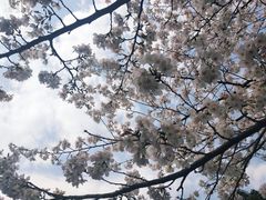 -武汉大学-樱园