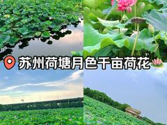 -荷塘月色湿地公园·向阳花洲