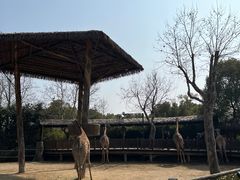 -上海野生动物园