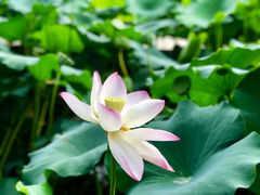 -金山公园