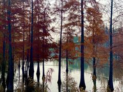 -白鹭湾湿地公园