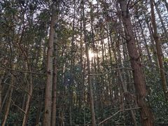 -青龙山国家森林公园