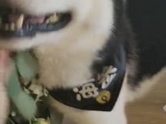 -Husky Go! 哈士奇体验馆·宠物咖啡厅狗咖