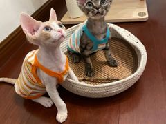 -山宅一喵德文卷毛猫舍