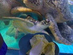 -烟台海昌鲸鲨海洋公园