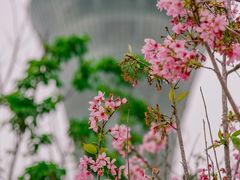 -狐尾山公园