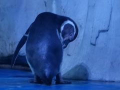 -多彩贵州城极地海洋世界