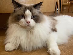 -滚猫咖啡·猫咖·猫友好撸猫(未来城店)