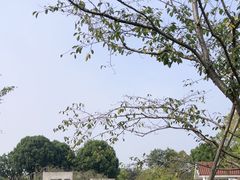 -顾村公园