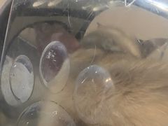 -贝康宠物医院·犬猫全科·小动物特色诊疗中心(东环路店)