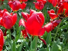 -洛阳郁金香牡丹园