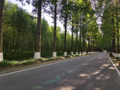 -黄海国家森林公园