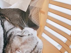 -艾贝尔宠物医院·24H转诊中心·肿瘤猫专科(江宁双龙店)