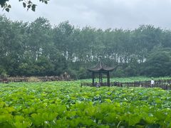-合肥滨湖国家森林公园