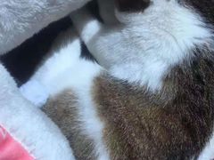 -艾吉宠物医院·疑难杂症转诊中心·猫友好(碧江路院)