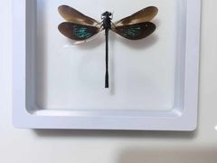 -上海昆虫博物馆