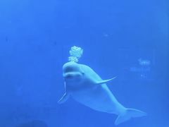 -海合安成都极地海洋公园