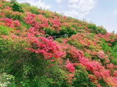 -木兰云雾山